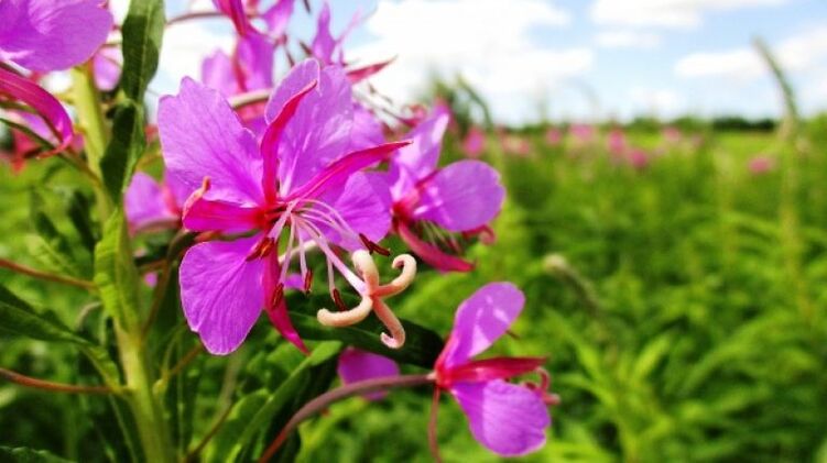 Fireweed blooms with undeniable benefits for men