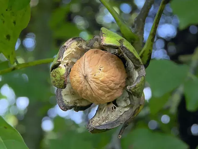 walnuts for potency